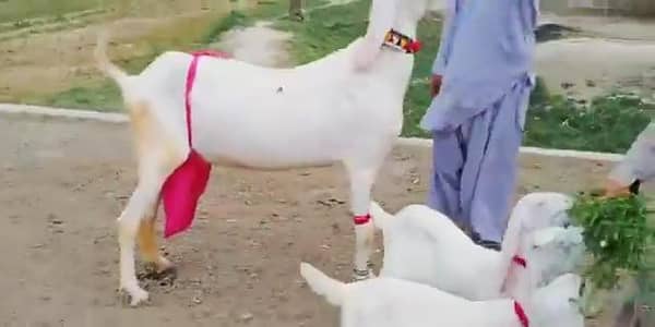 Desi Bakri Our 3 Bacchon Ka Sath Urgent for sale _  03279583582