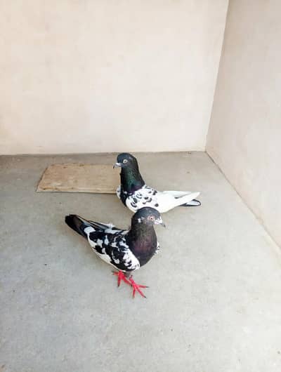 Rampuri pigeons