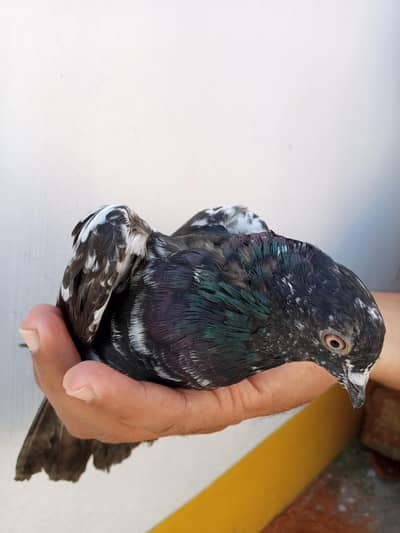 High flyer pigeons