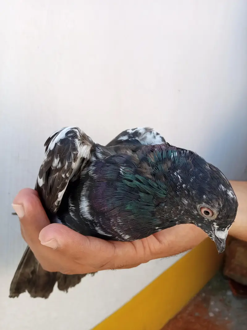 Rampuri pigeons — photo 2