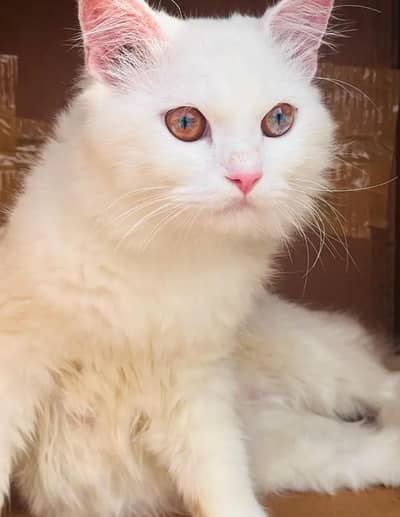 Persian cats for sale at reasonable price