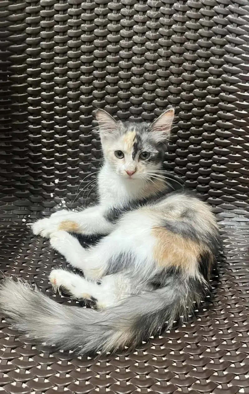 Persian cats for sale at reasonable price — photo 2