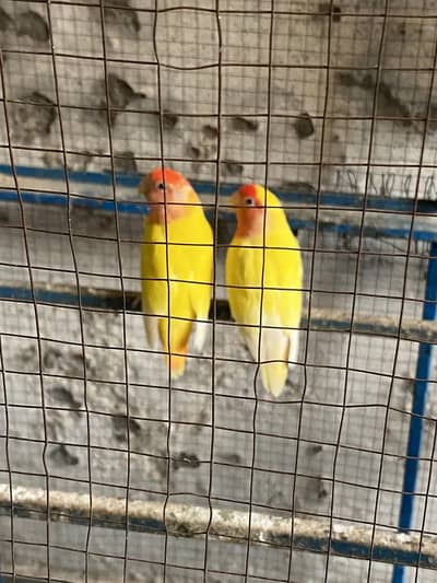 Lovbirds red eyes
