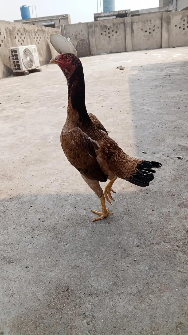 burmi plus pakoii madii — photo 3