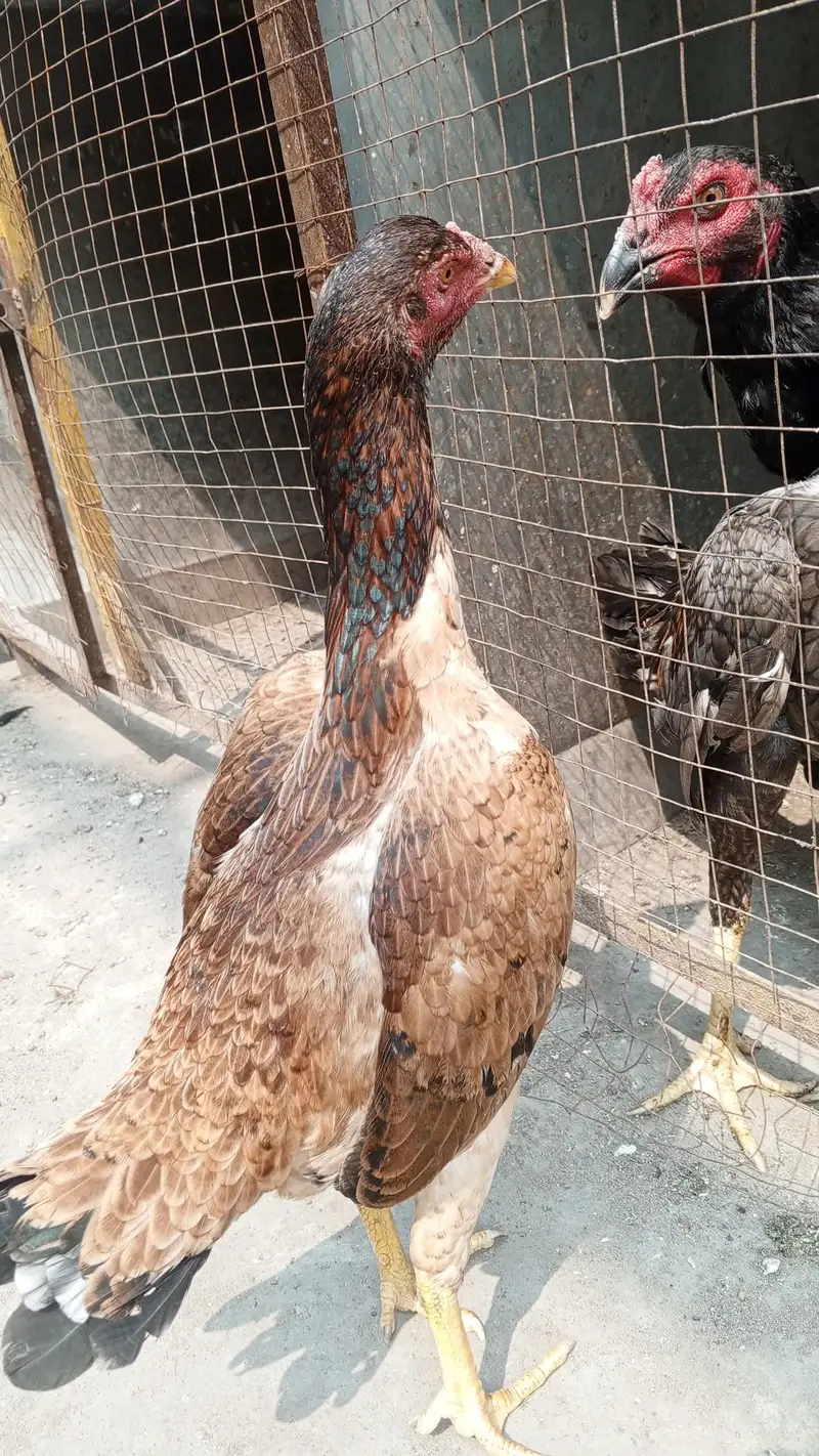 burmi plus pakoii madii — photo 4