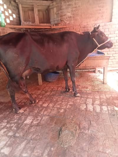 gabhan cow for sell