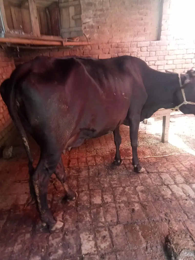 gabhan cow for sell — photo 2