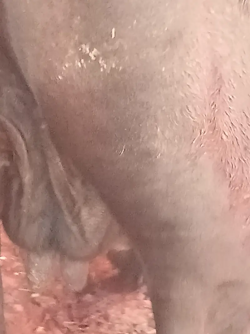 gabhan cow for sell — photo 3
