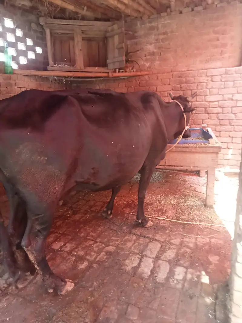 gabhan cow for sell — photo 4