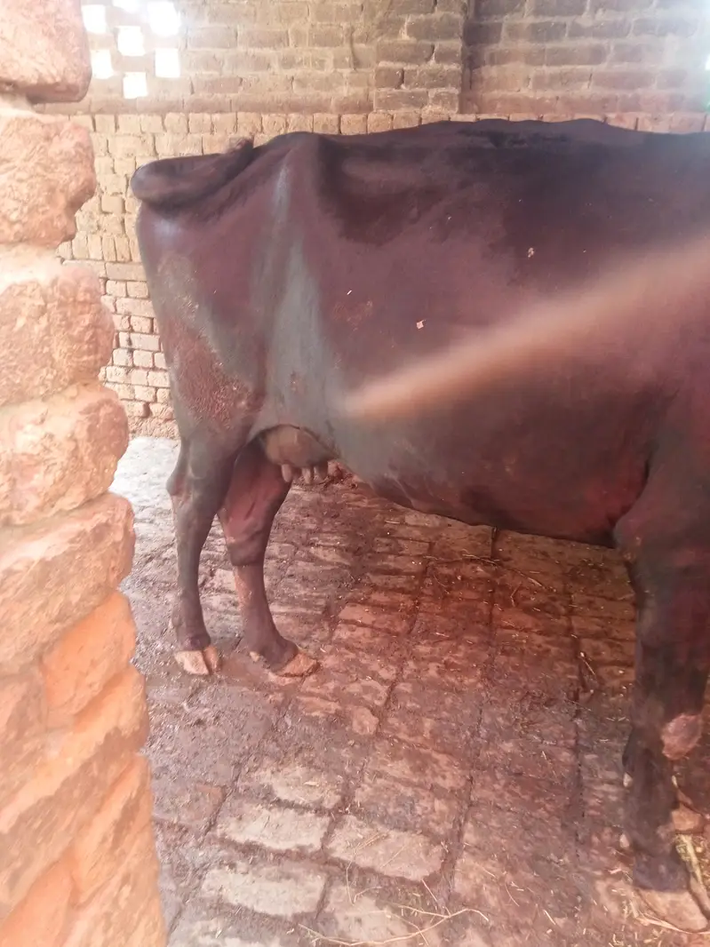 gabhan cow for sell — photo 5