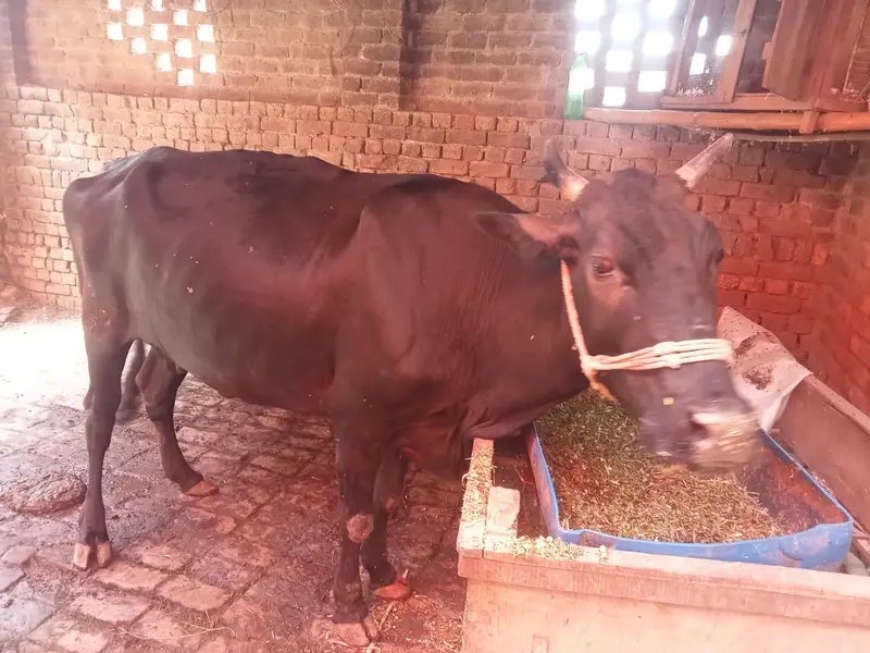 gabhan cow for sell — photo 6