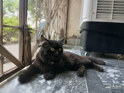 Persian kitten black