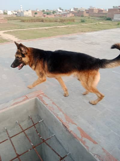 German Shepherd Dog – Healthy & Active | For Sale
