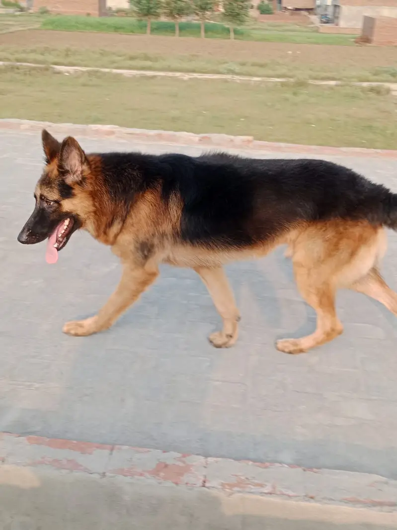German Shepherd Dog – Healthy & Active | For Sale — photo 2