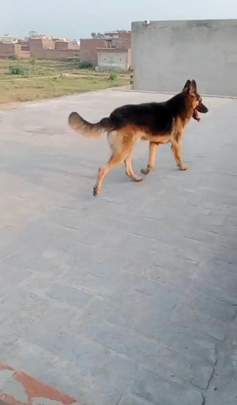 German Shepherd Dog – Healthy & Active | For Sale — photo 3