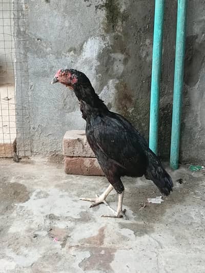 Lasani Madi Available For Sale
