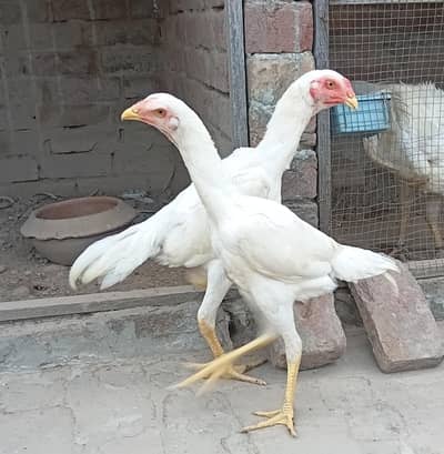 Top Quality White Shamo Pair
