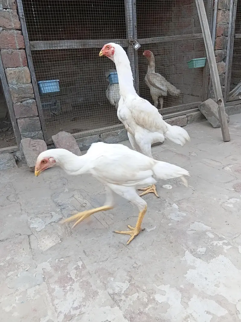 Top Quality White Shamo Pair — photo 3