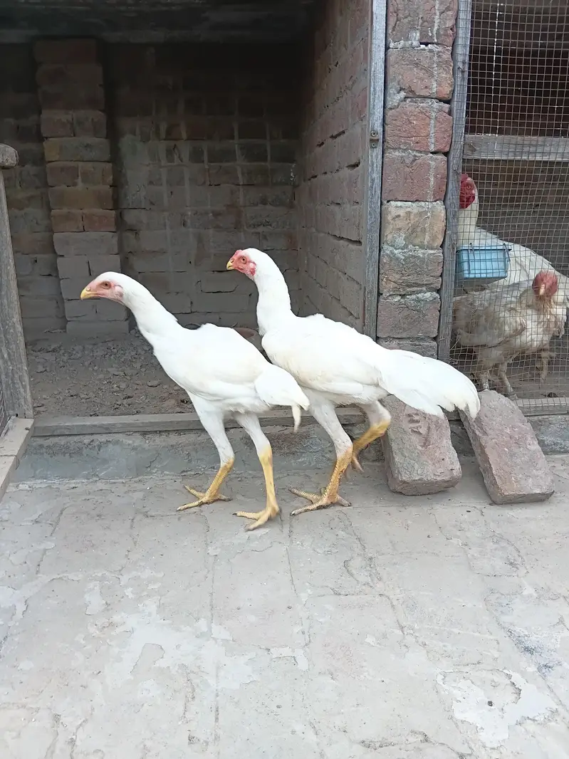 Top Quality White Shamo Pair — photo 4