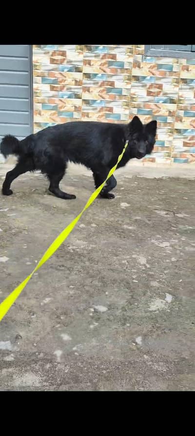 black German sheferd female