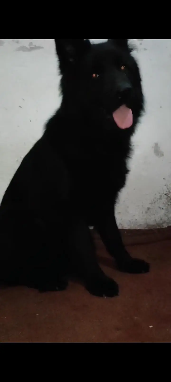 black German sheferd female — photo 3