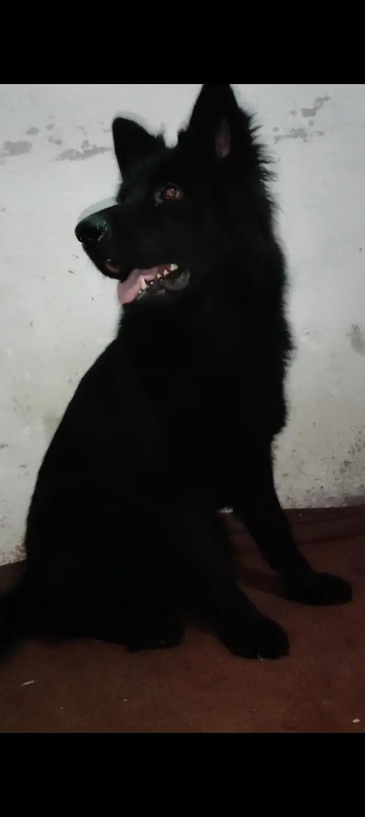 black German sheferd female — photo 4