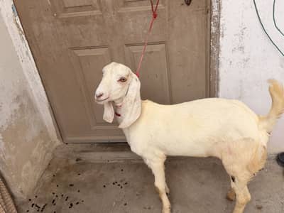 Rajanpuri paat age 8 month for sell