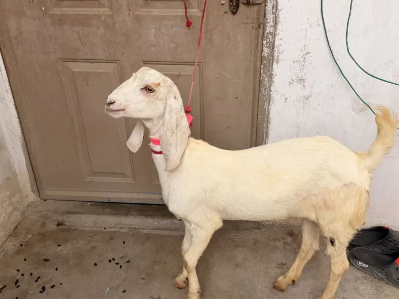 Rajanpuri paat age 8 month for sell — photo 3