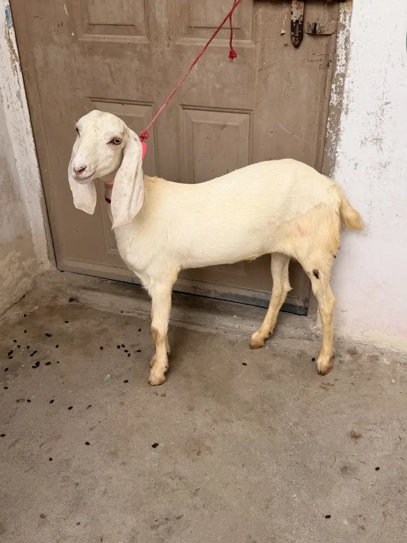 Rajanpuri paat age 8 month for sell — photo 4