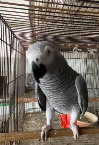 gray parrot male