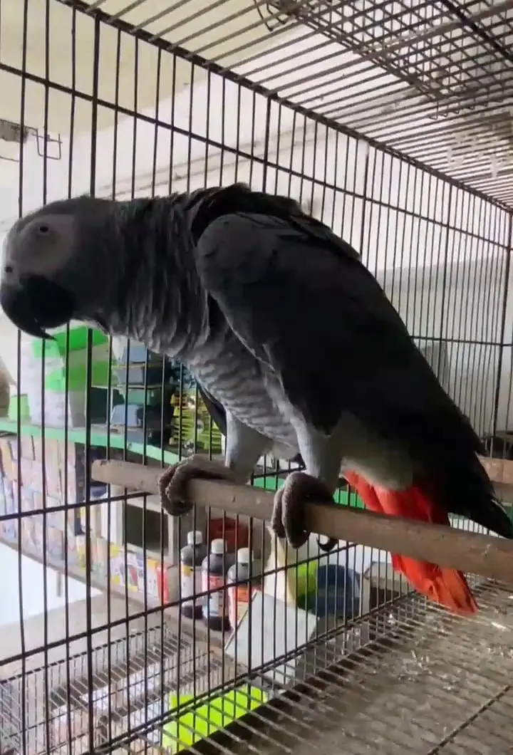 gray parrot male — photo 2
