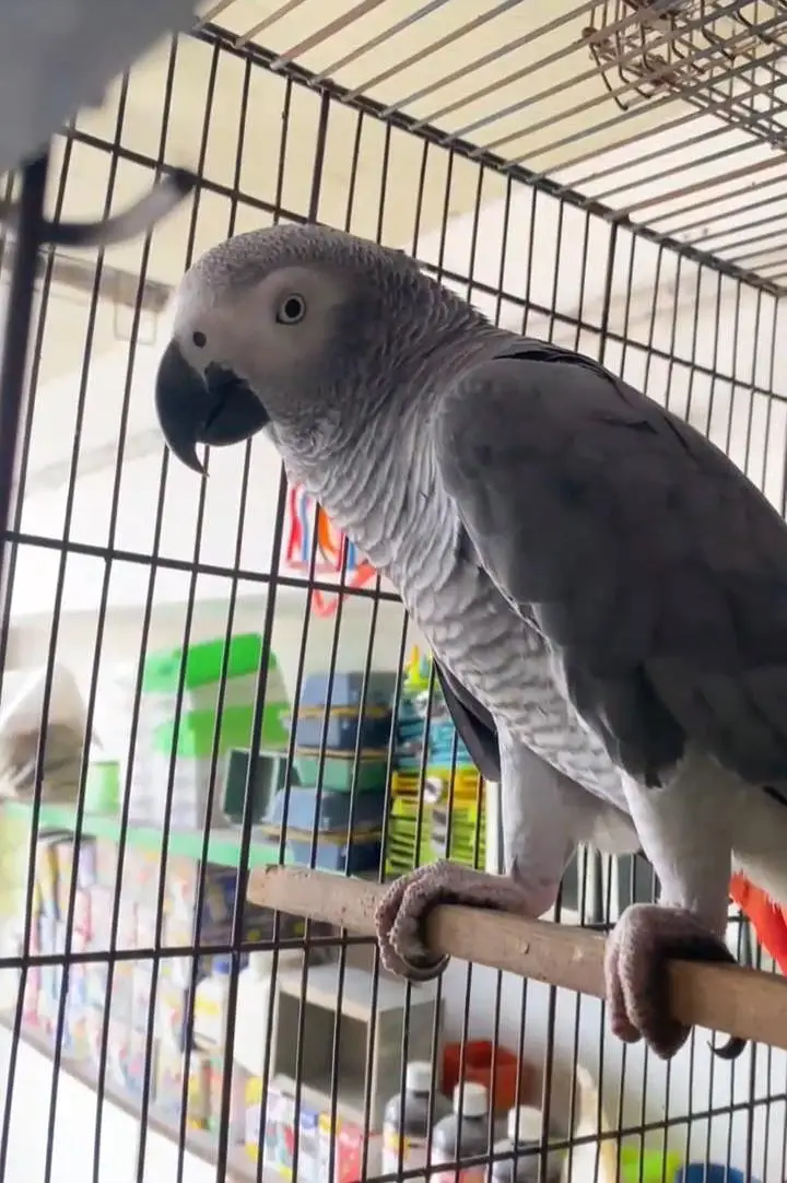 gray parrot male — photo 3