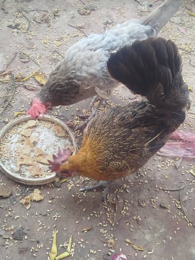 Misri  hen