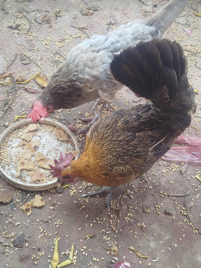 Misri  hen 0