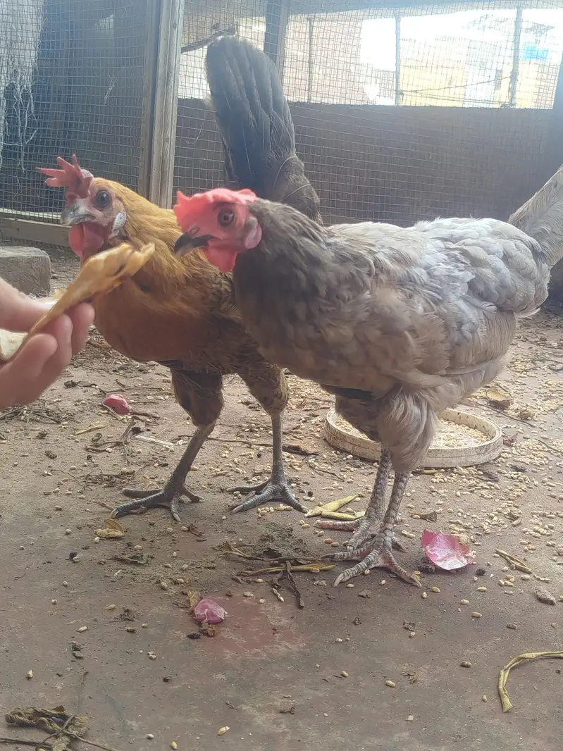 Misri  hen — photo 2