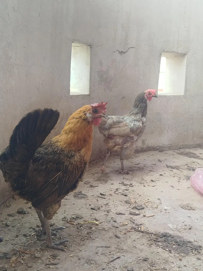 Misri  hen — photo 3