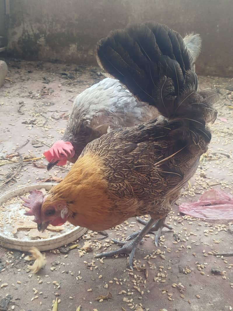 Misri  hen 4