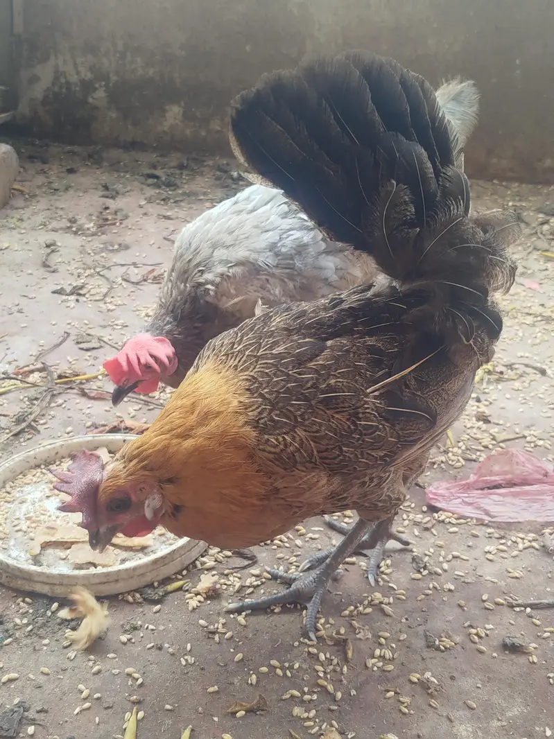 Misri  hen — photo 5