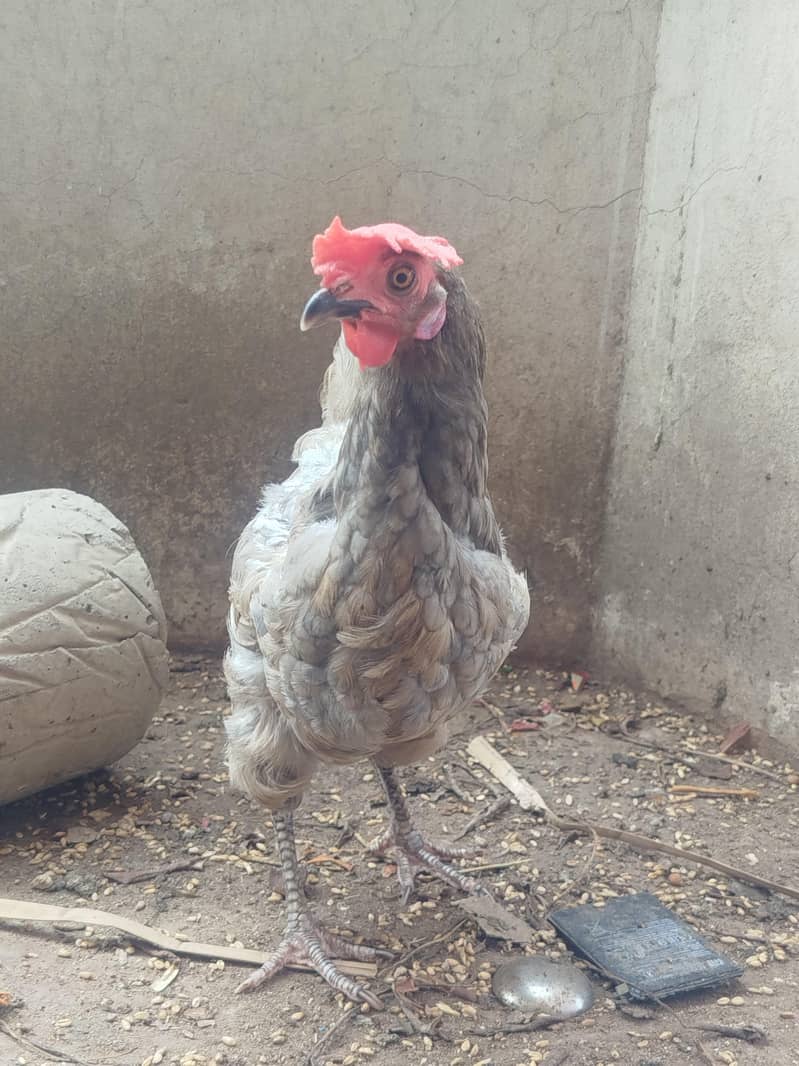 Misri  hen 5