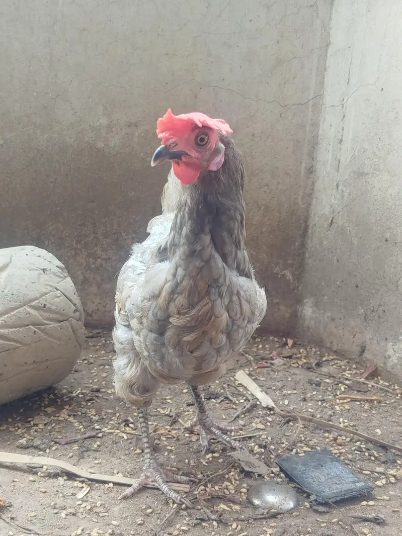 Misri  hen — photo 6