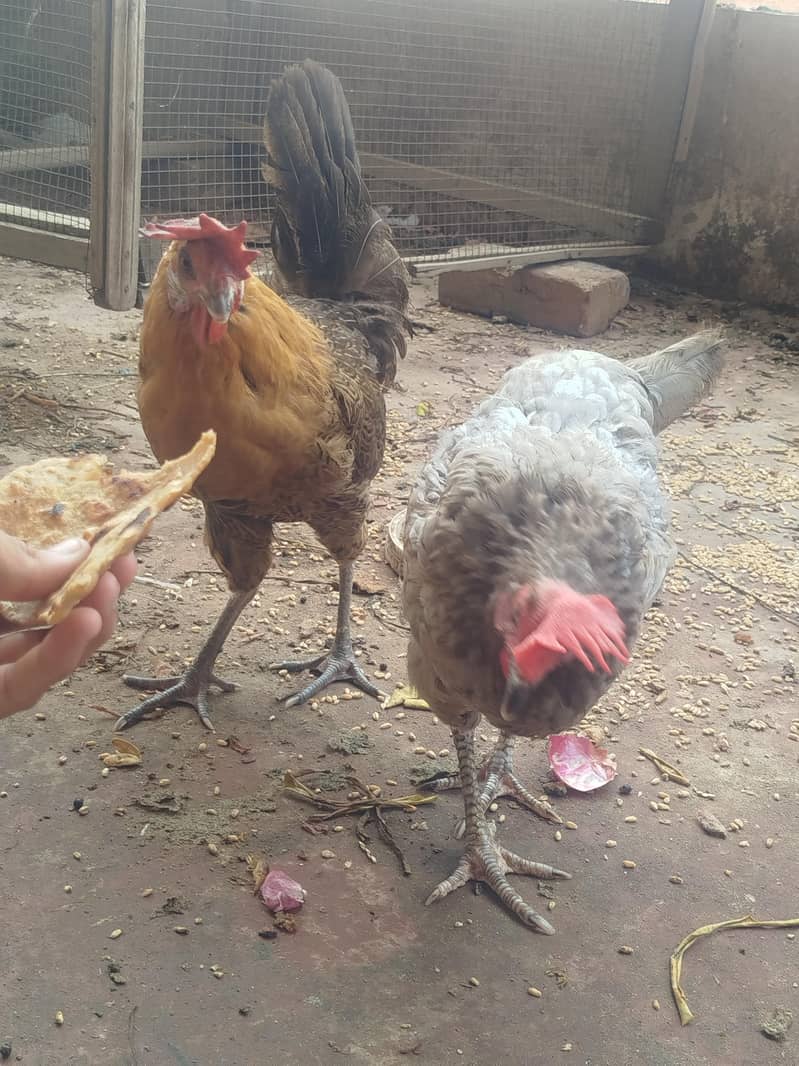 Misri  hen 6
