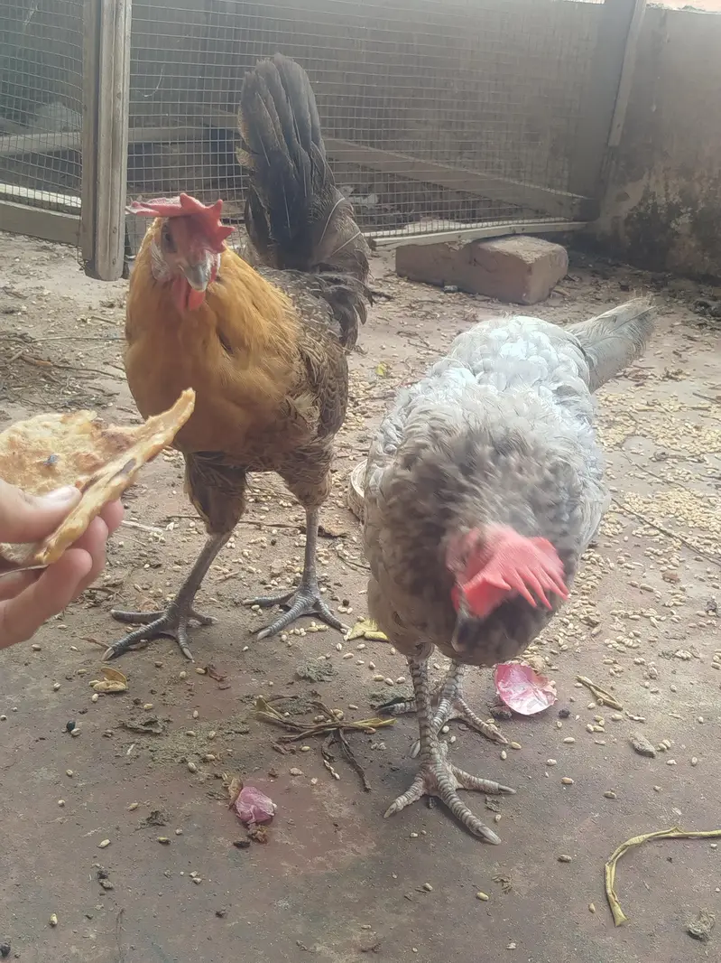 Misri  hen — photo 7