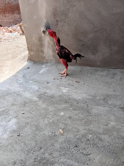 aseel thai murga breeder