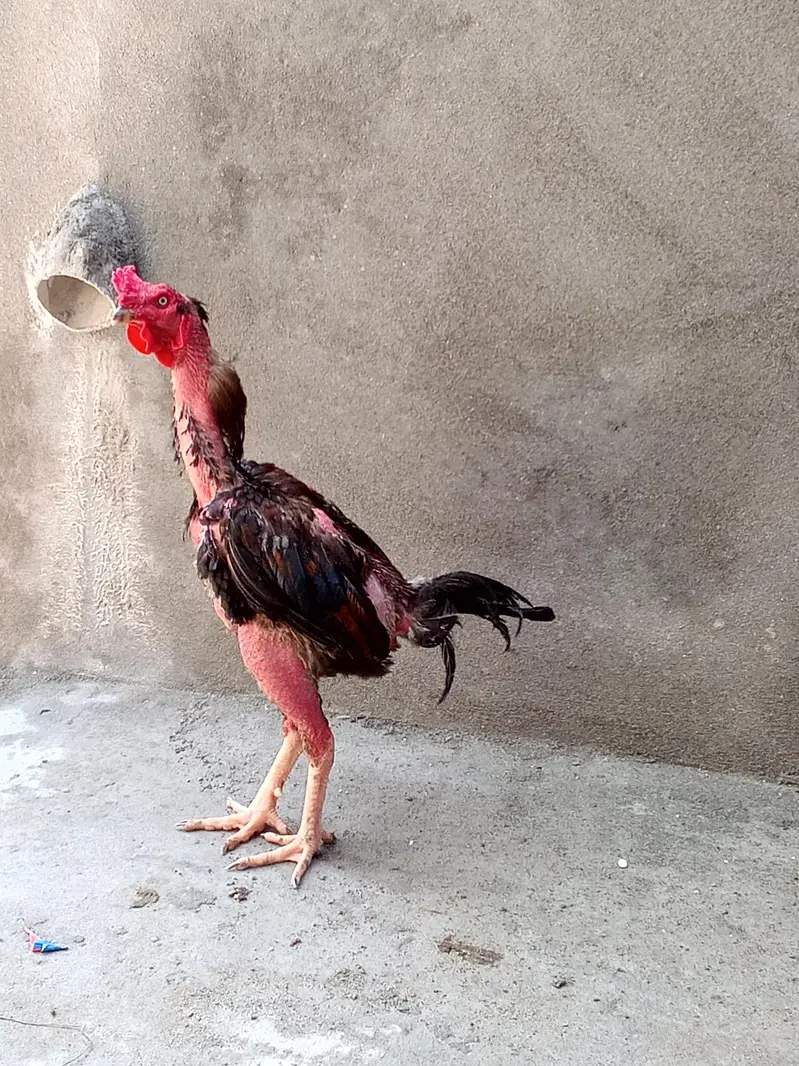 aseel thai murga breeder — photo 2