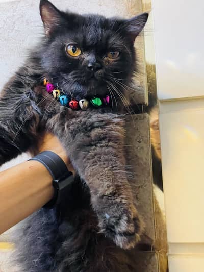 Cats looking for new home