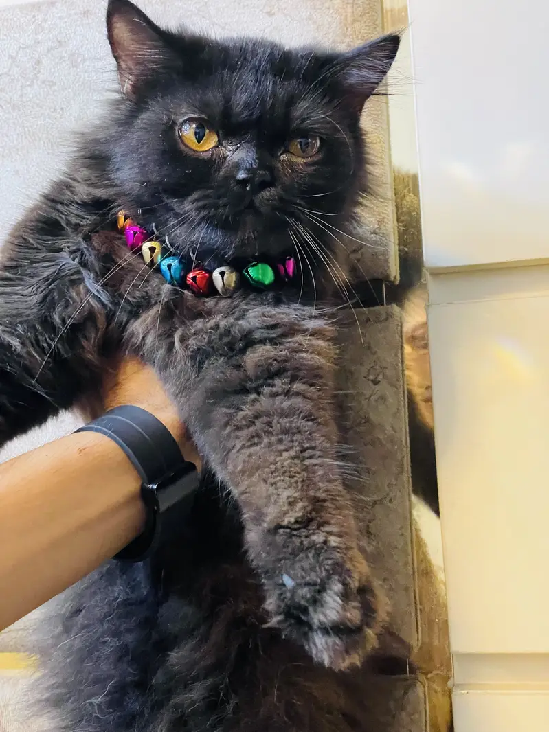 Imported cats — photo 2