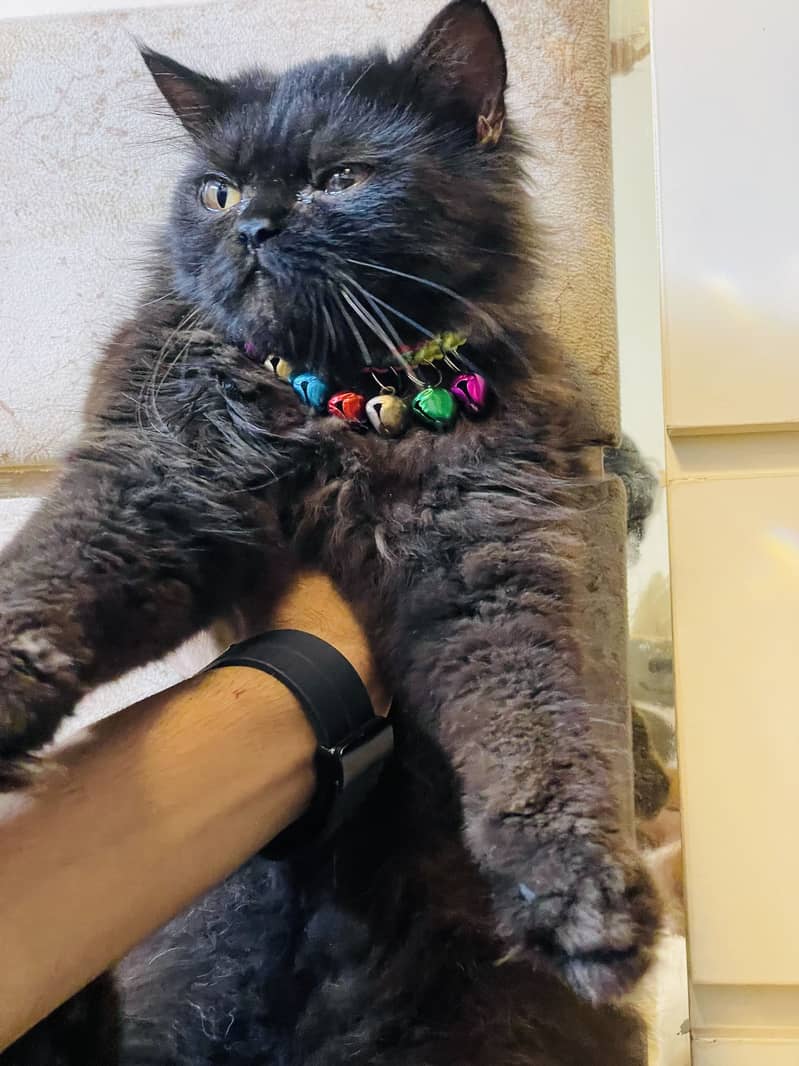 Imported cats 3
