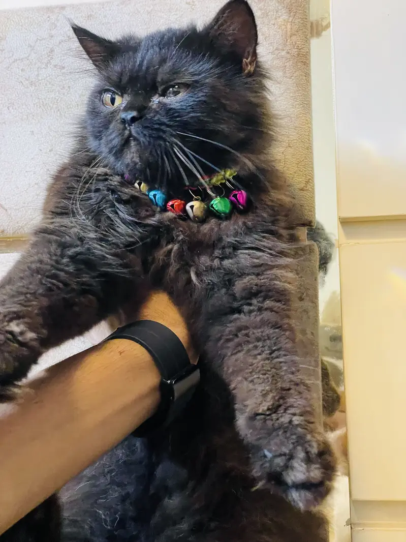 Imported cats — photo 4