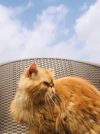 Cat setup