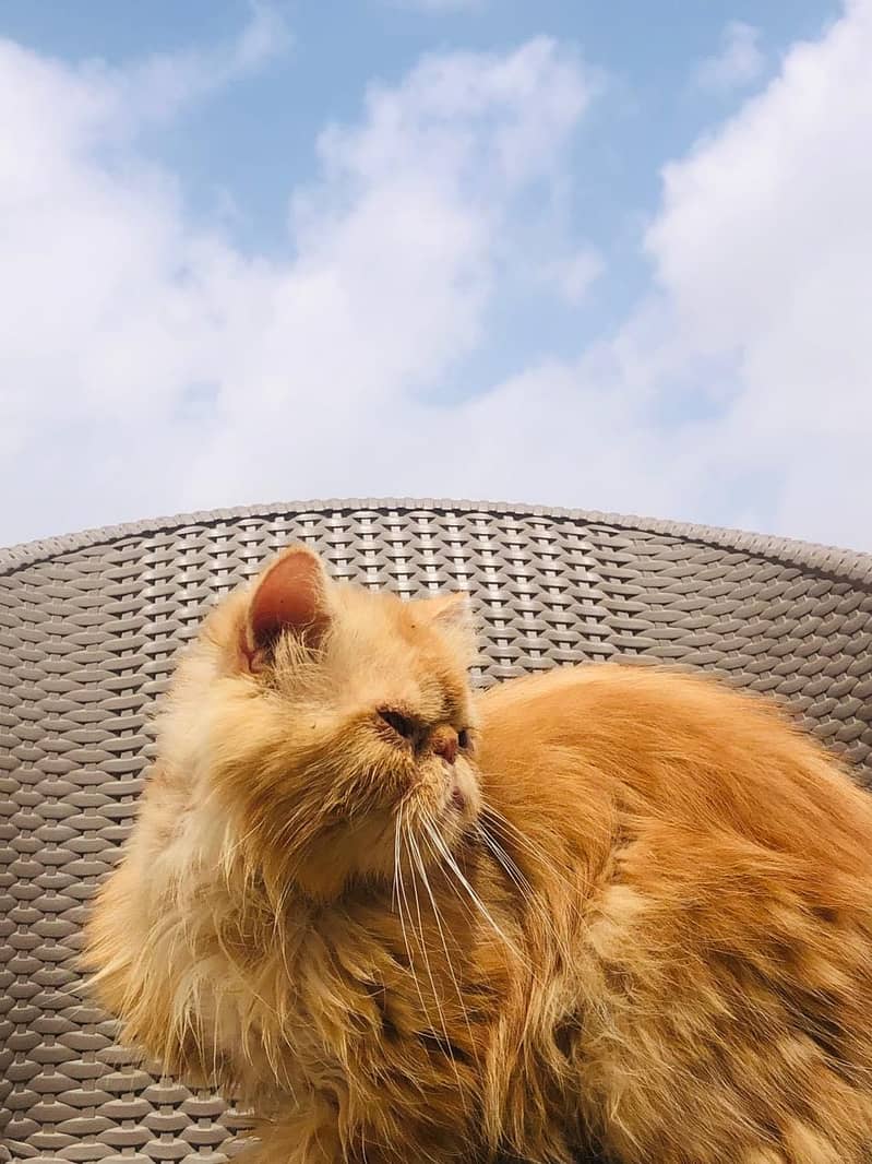 Imported cats 0
